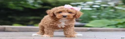 Maltipoo dogs for sale: Raina - Ad 2