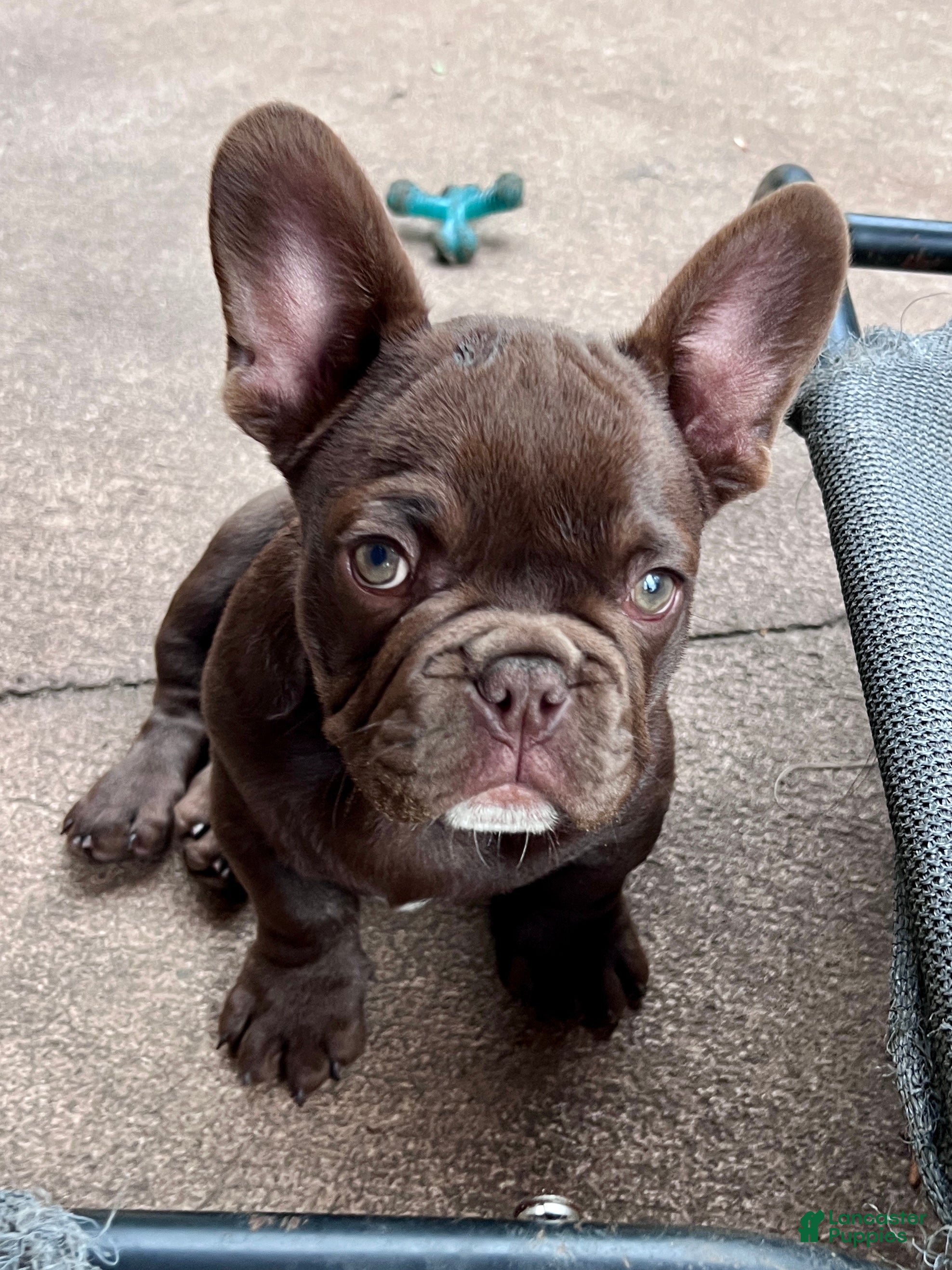 French Bulldog dogs Gucci - Ad 1