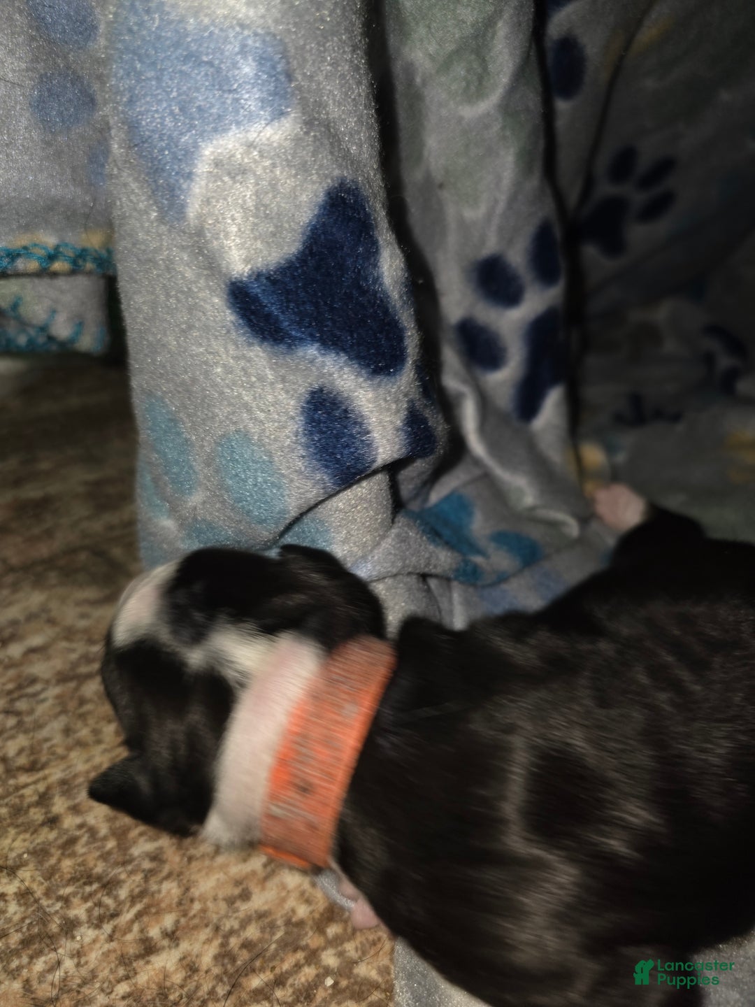 Mixed Breed dogs for sale: Orange - Ad 3