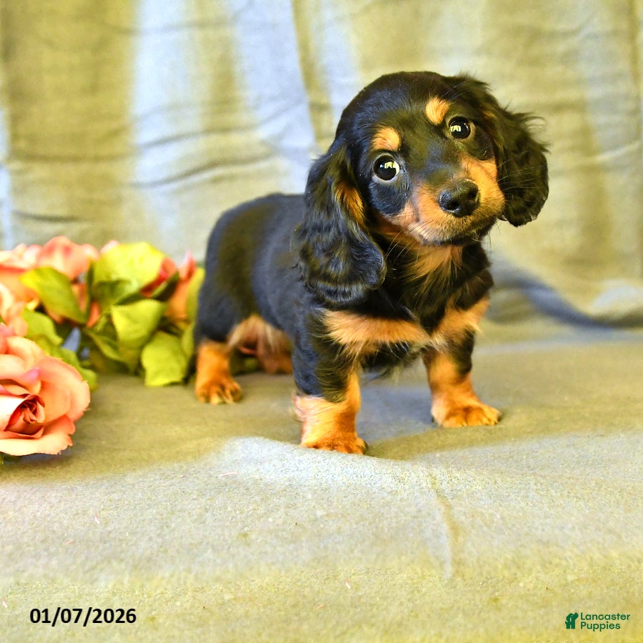 Miniature Dachshund dogs Flora    - Ad 23