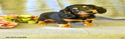 Miniature Dachshund dogs for sale: Flora    - Ad 1