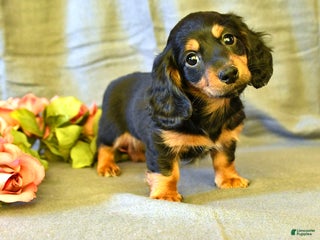 Miniature Dachshund dogs Flora - Ad 37