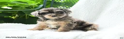 Yorkiepoo dogs for sale: Mirelle - Ad 3