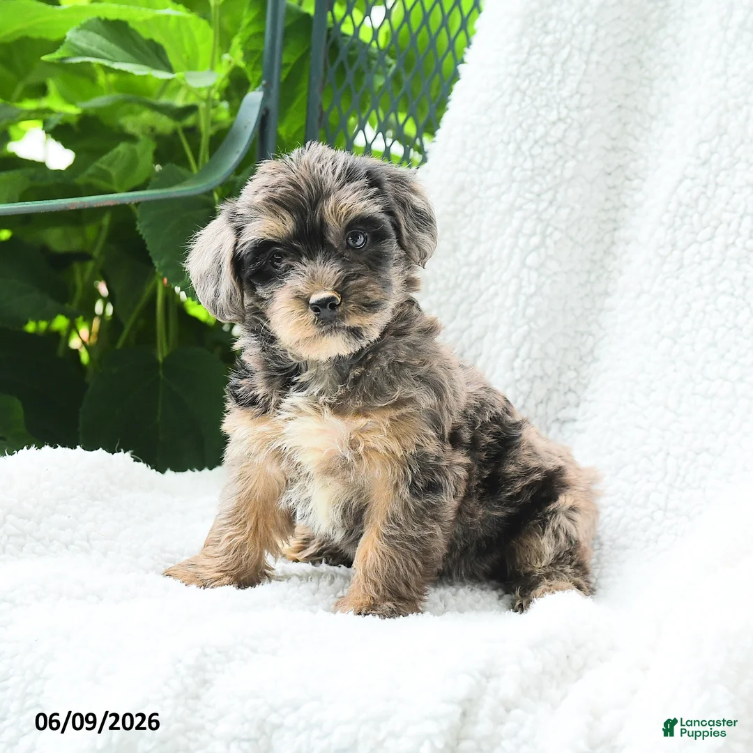 Yorkiepoo dogs for sale: Mirelle - Ad 3