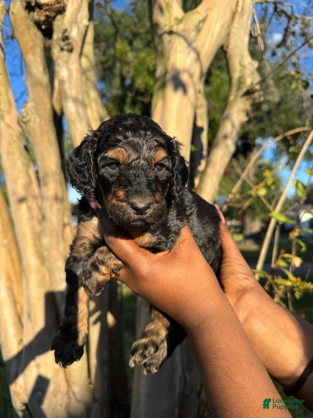 Standard Poodle dogs for sale: Standard Poodle 5 - Ad 1