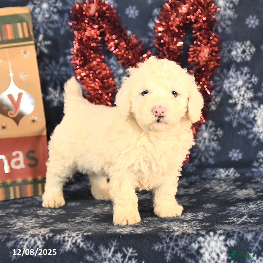 Miniature Poodle dogs Candy - Ad 30