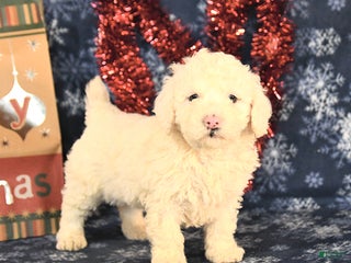 Miniature Poodle dogs Candy - Ad 15