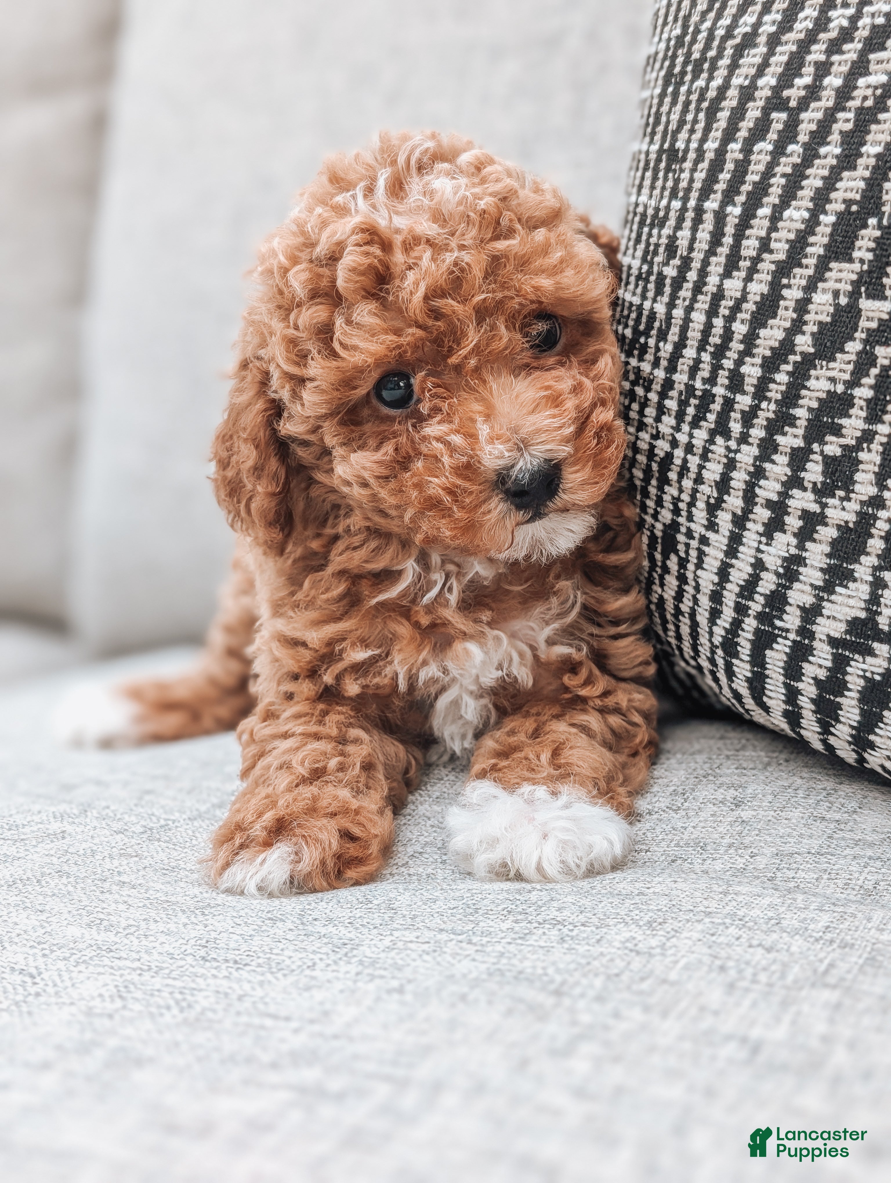 Miniature Poodle dogs Daisy - Ad 2