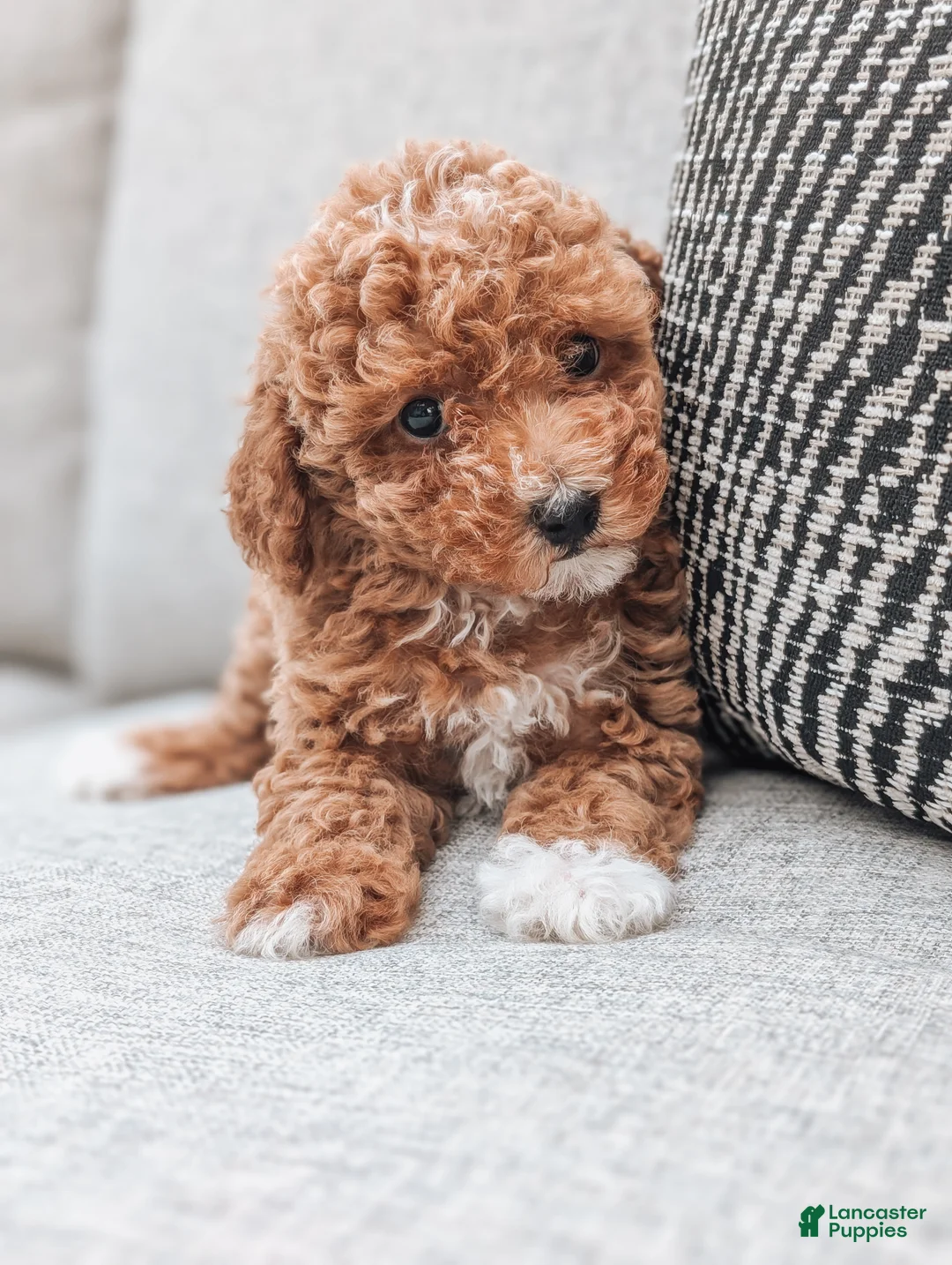 Miniature Poodle dogs for sale: Daisy - Ad 2