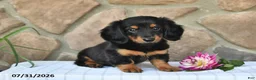 Miniature Dachshund dogs for sale: Rodney - Ad 1