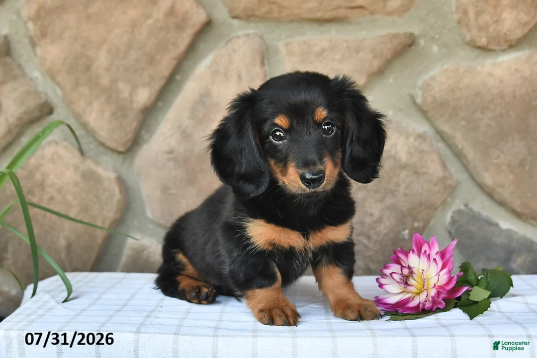 Miniature Dachshund dogs for sale: Rodney - Ad 1
