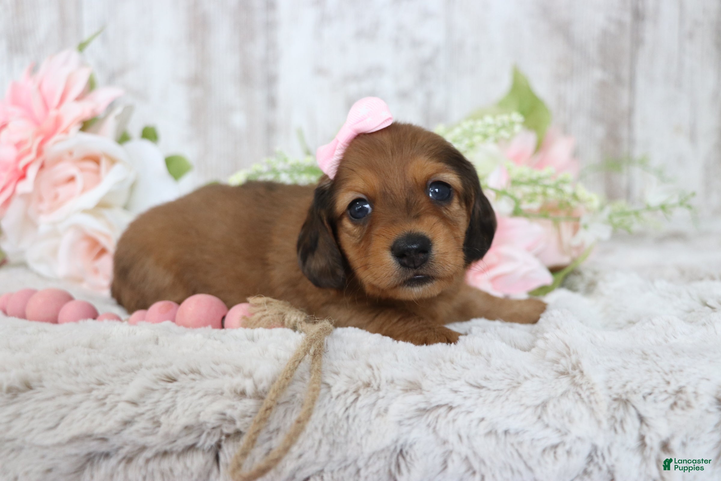 Miniature Dachshund dogs Muffin  - Ad 1