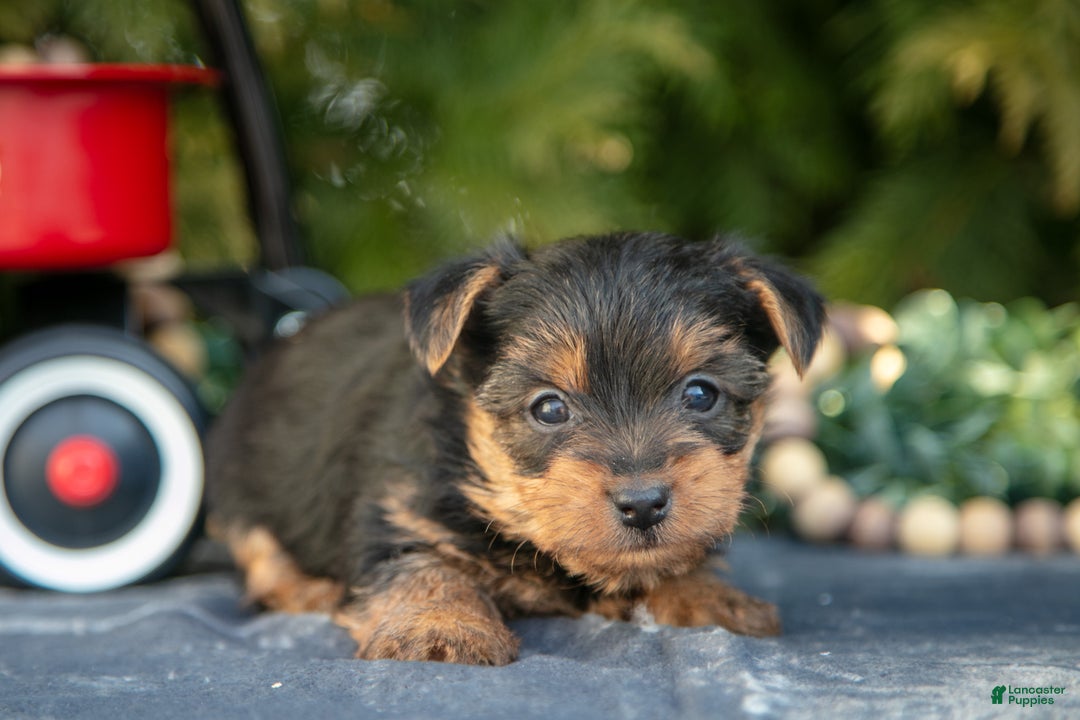 Yorkshire Terrier dogs for sale: Ada - Ad 2