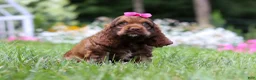 Cocker Spaniel dogs for sale: Daisy - Ad 4