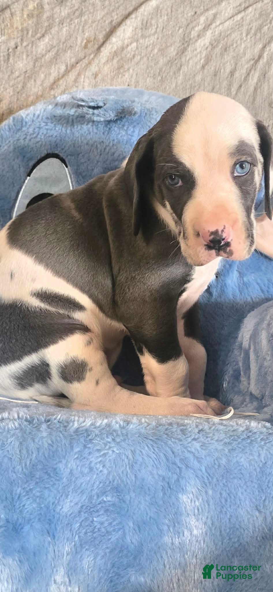 Great Dane dogs Winston - Ad 38