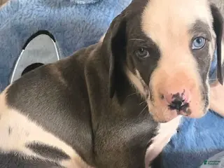 Great Dane dogs Winston - Ad 38