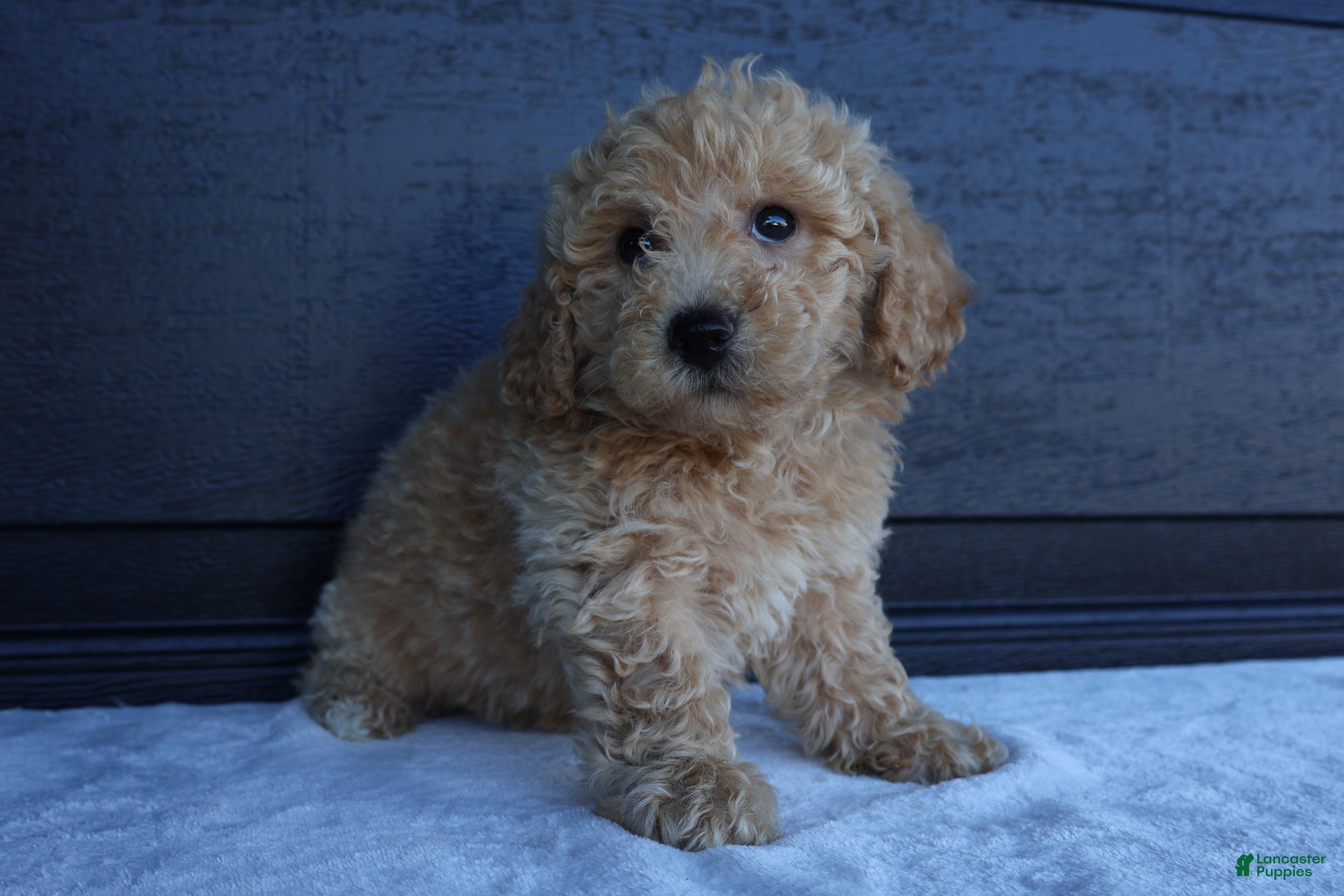 Bichpoo dogs Skye - Ad 2