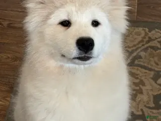 Samoyed dogs for sale: Cin - Ad 1