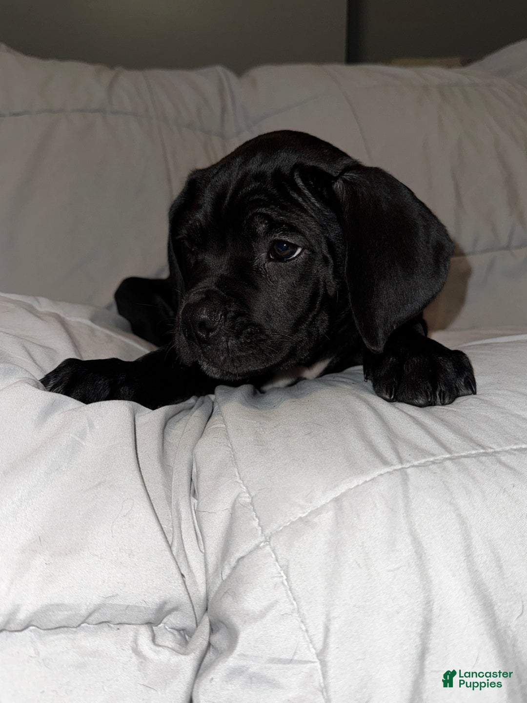 Cane Corso dogs for sale: Orange - Ad 1