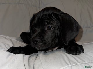 Cane Corso dogs Orange - Ad 42