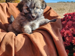 Pomapoo dogs - Ad 10