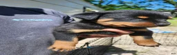 Rottweiler dogs for sale: Rottweiler Puppy 2 - Ad 3