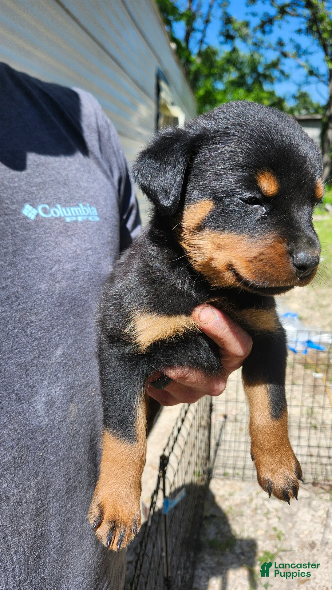 Rottweiler dogs for sale: Rottweiler Puppy 2 - Ad 3