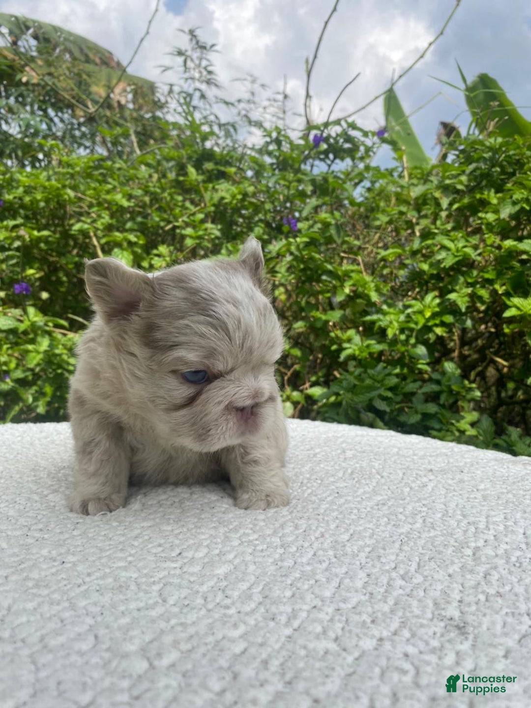 French Bulldog dogs for sale: John Snow - Ad 2