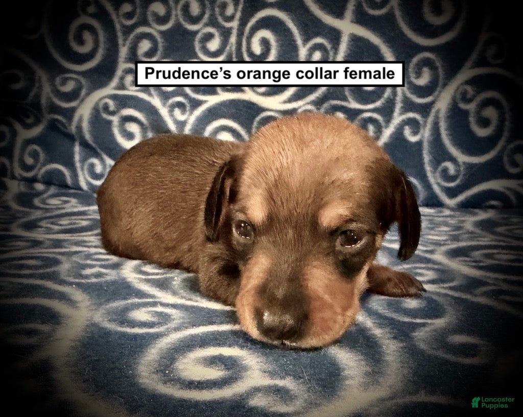 Dachshund dogs AKC Prudence's Orange Collar Female - Ad 27