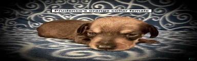 AKC Prudence's Orange Collar Female