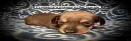 Dachshund dogs for sale: AKC Prudence's Orange Collar Female - Ad 1