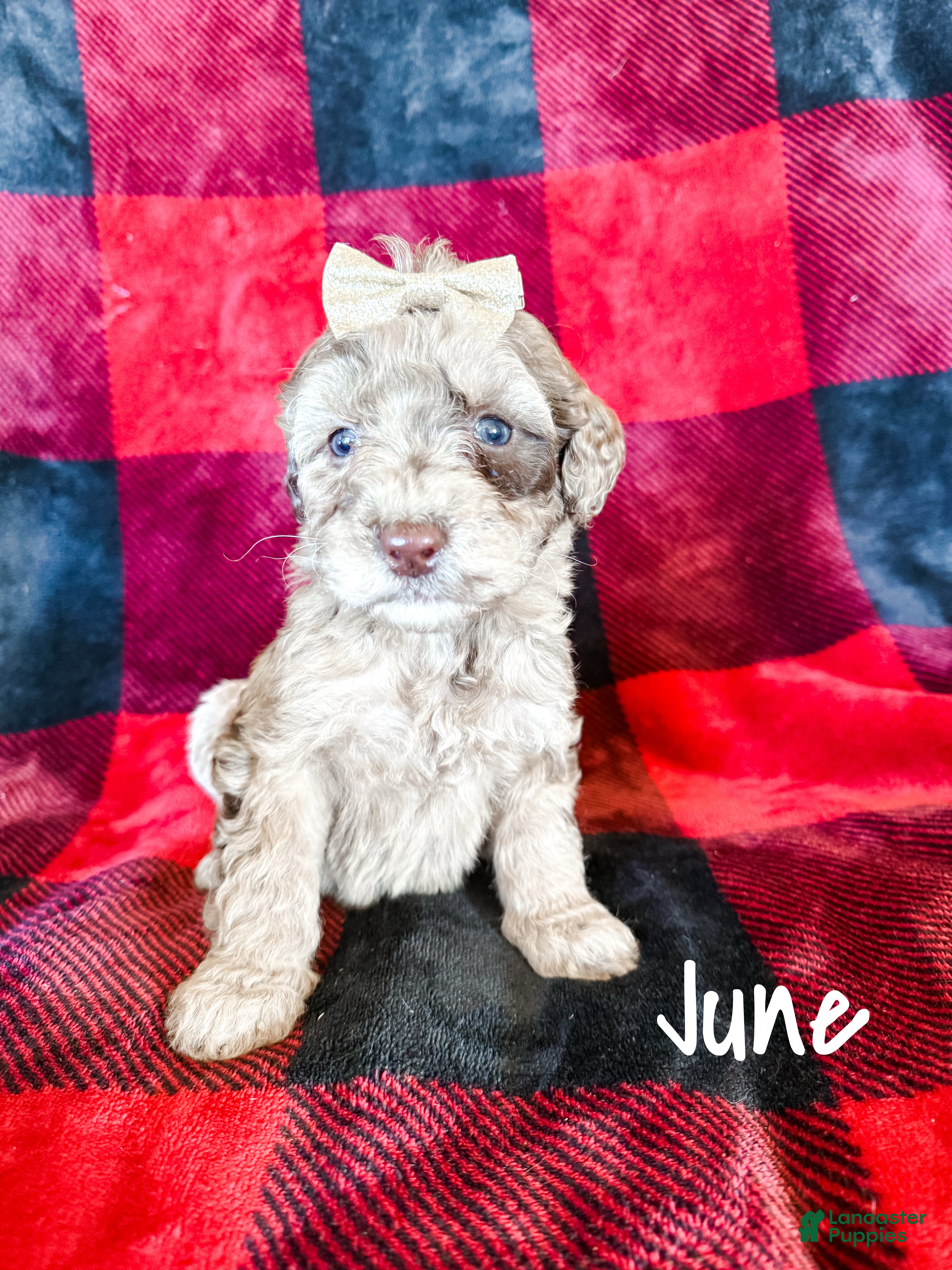 Aussiedoodle dogs June - Ad 18