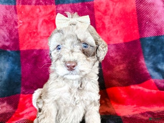 Aussiedoodle dogs June - Ad 18