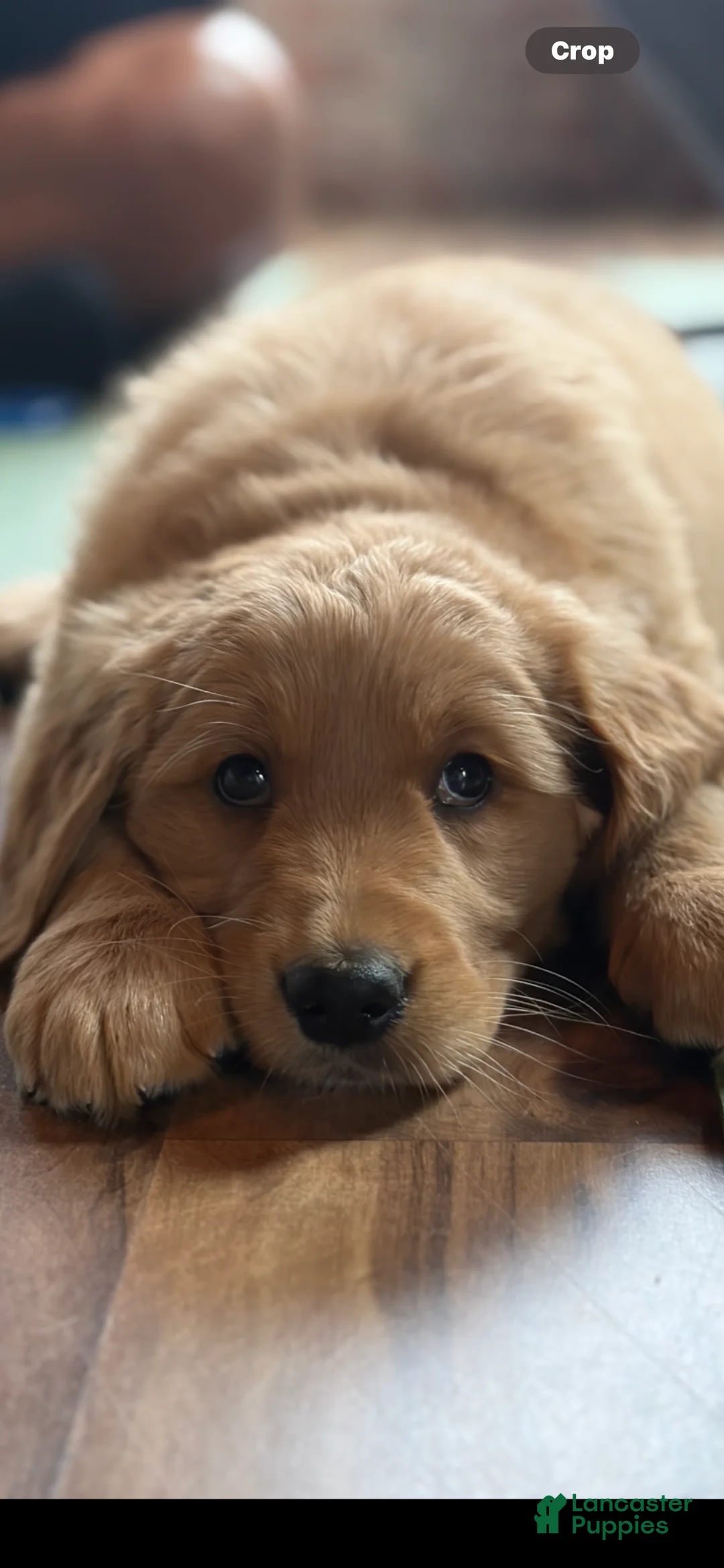 Golden Retriever dogs for sale: Mr. Dazzle Your Heart - Ad 1