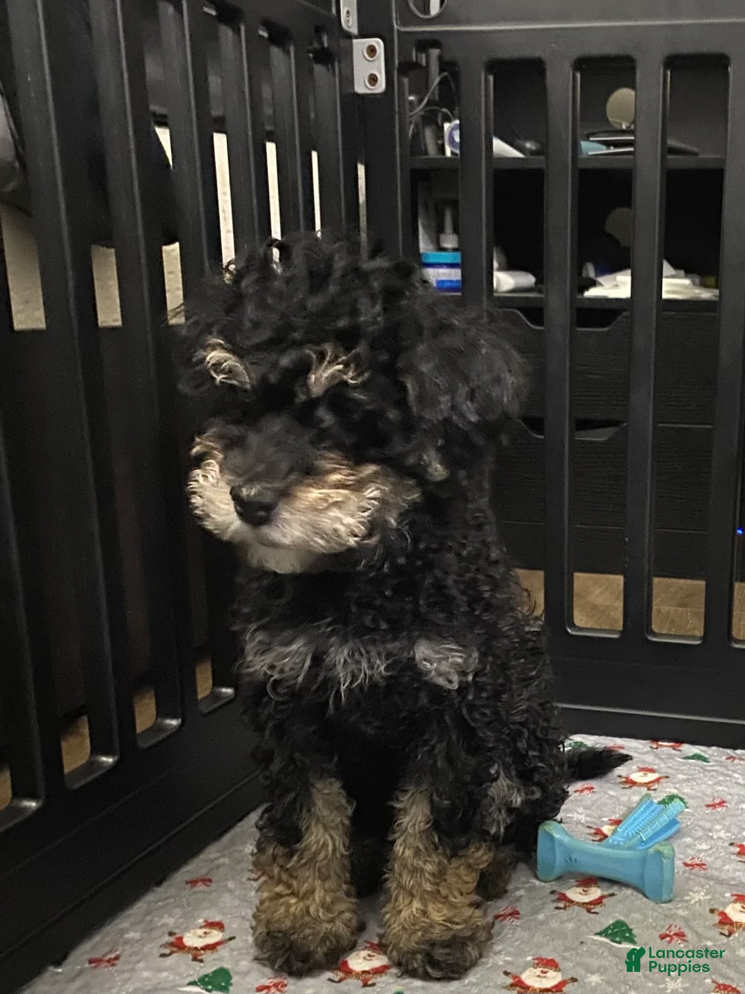 Mixed Breed dogs for sale: Andy - Ad 1