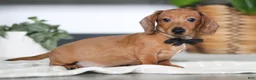 Miniature Dachshund dogs for sale: Ace - Ad 4