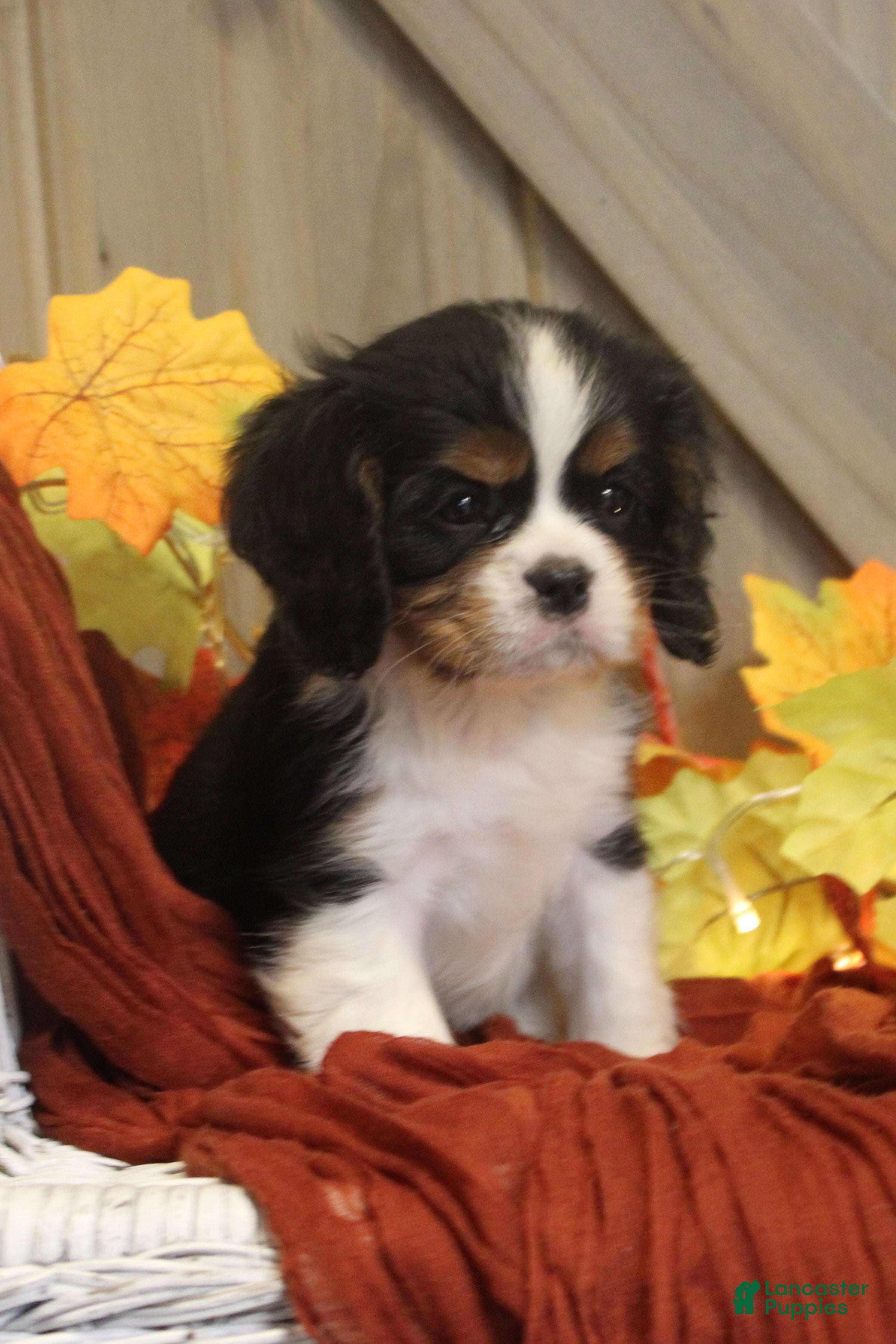 Cavalier King Charles Spaniel dogs for sale: Buster - Ad 1