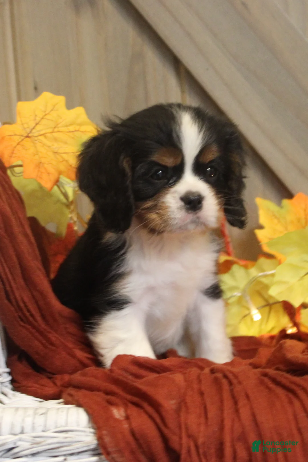 Cavalier King Charles Spaniel dogs for sale: Buster - Ad 1