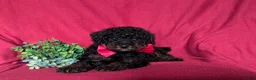 Miniature Poodle dogs for sale: Jarrett - Ad 6