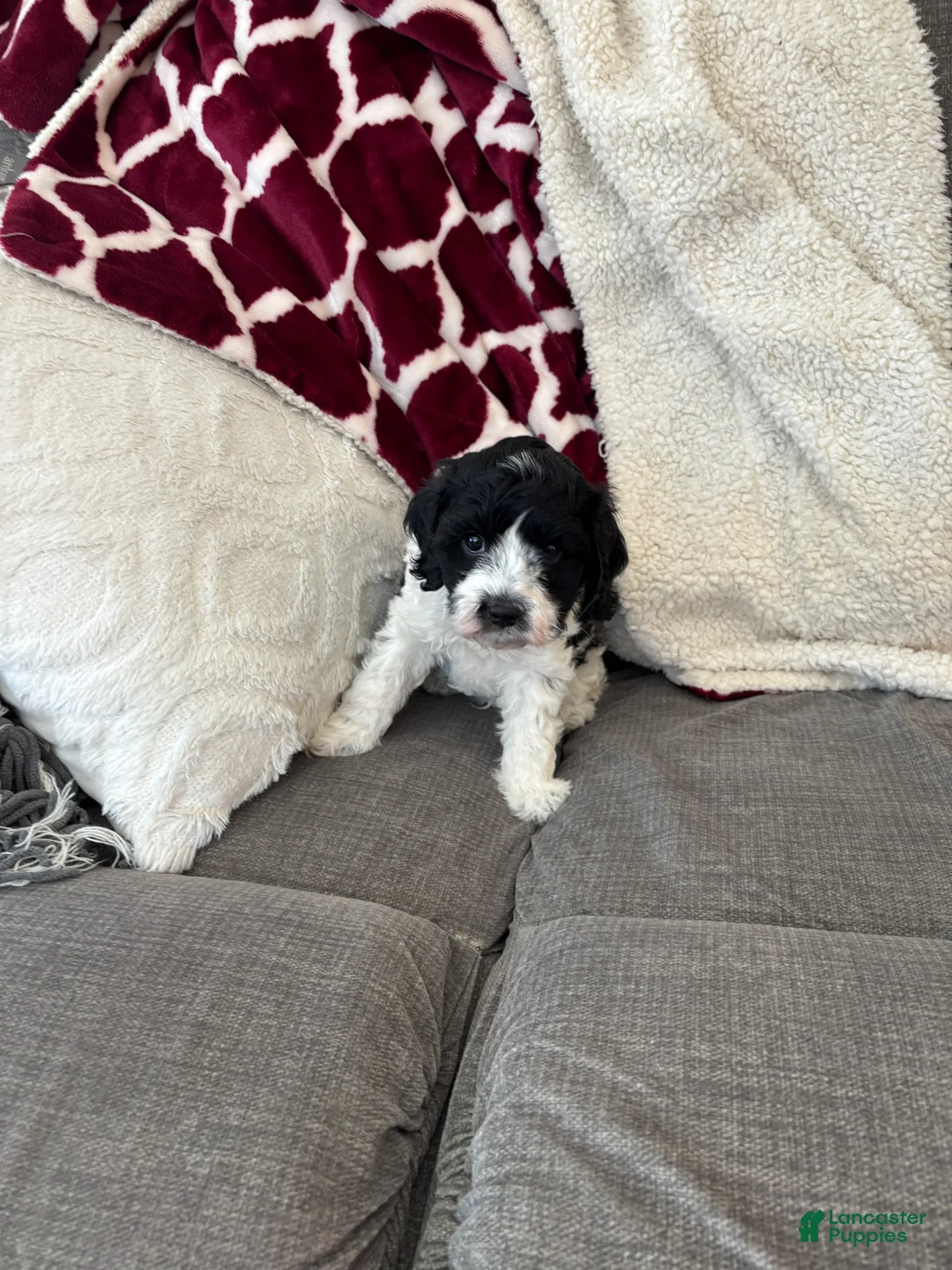 Cavapoo dogs for sale: Chase - Ad 6