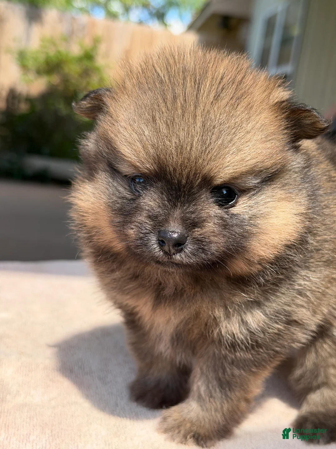 Pomeranian dogs for sale: Cricket - Ad 1
