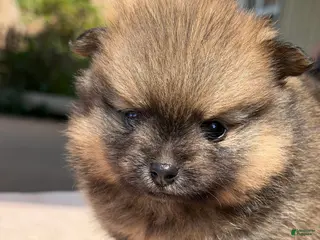 Pomeranian dogs for sale: Cricket - Ad 2
