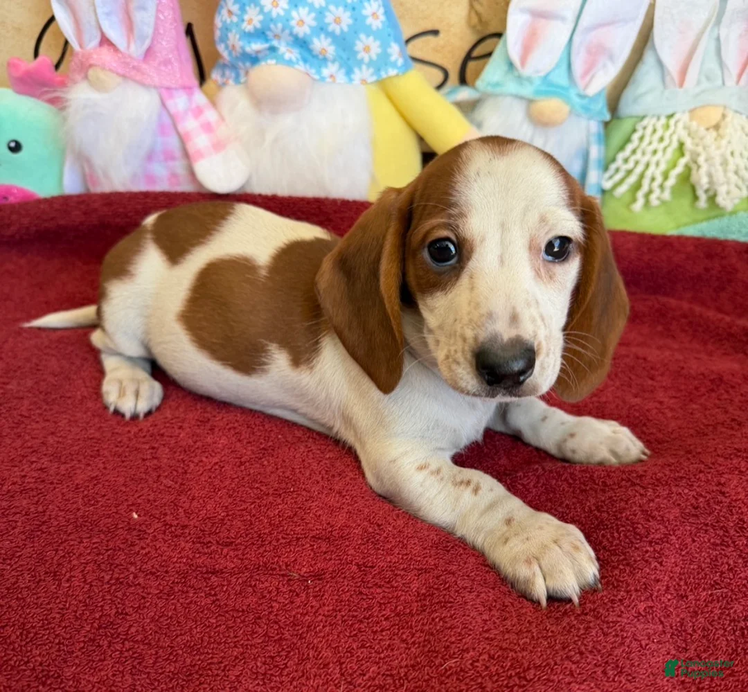 Dachshund dogs for sale: Lance - Ad 3