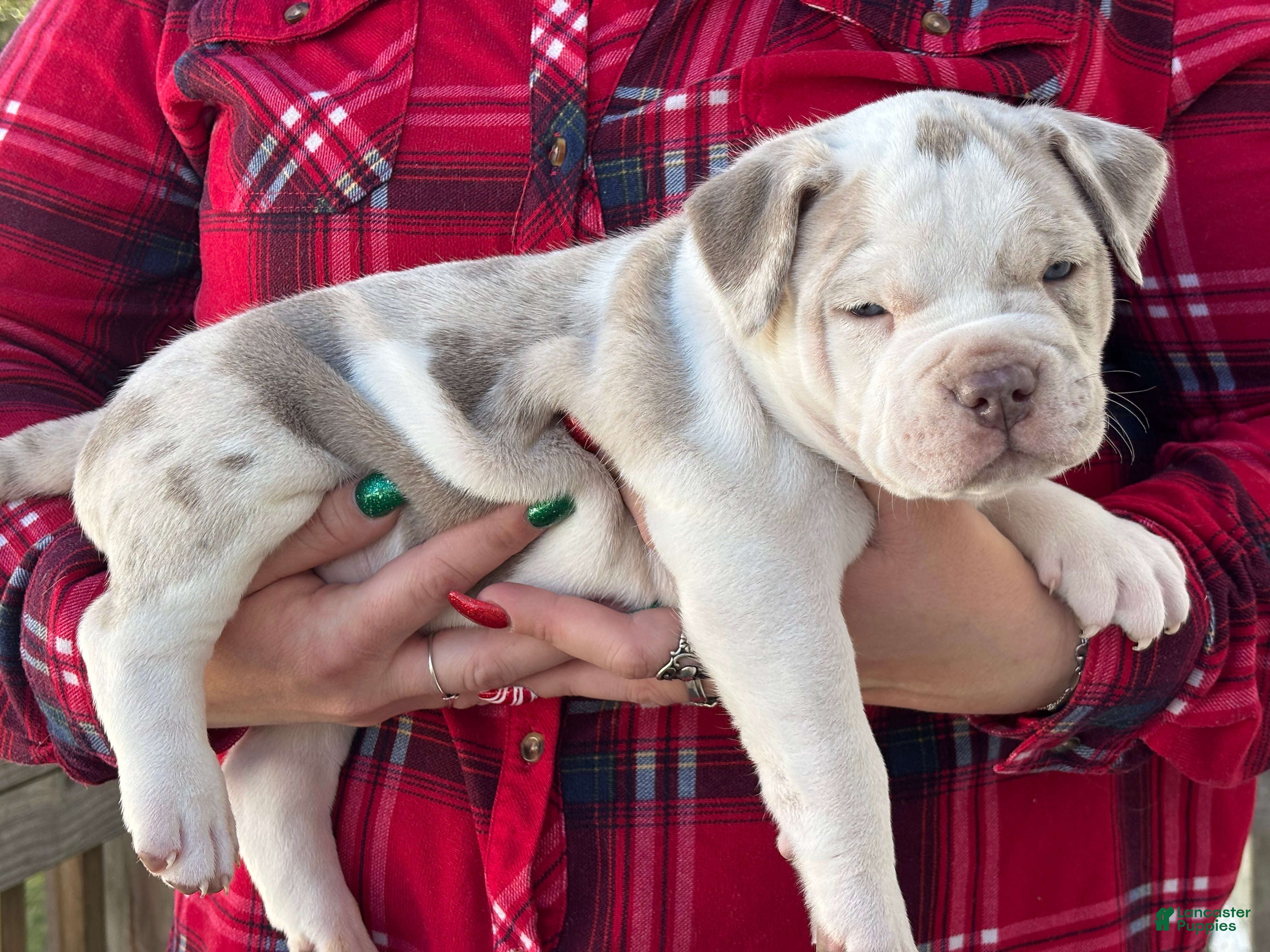 American Bully dogs CONGO The XL Bully - Ad 23