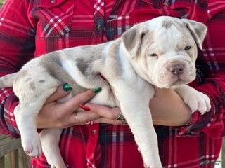 American Bully dogs CONGO The XL Bully - Ad 5