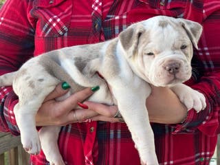 American Bully dogs CONGO The XL Bully - Ad 23