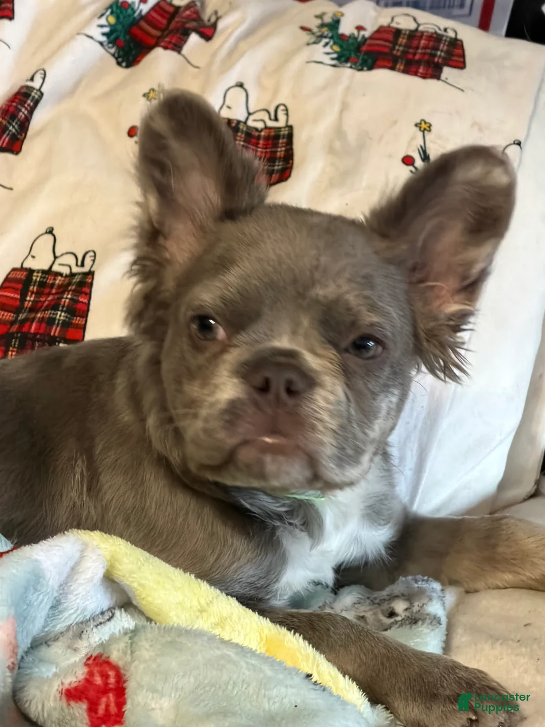 French Bulldog dogs for sale: Fluffy French Bulldog Puppy  - Ad 1
