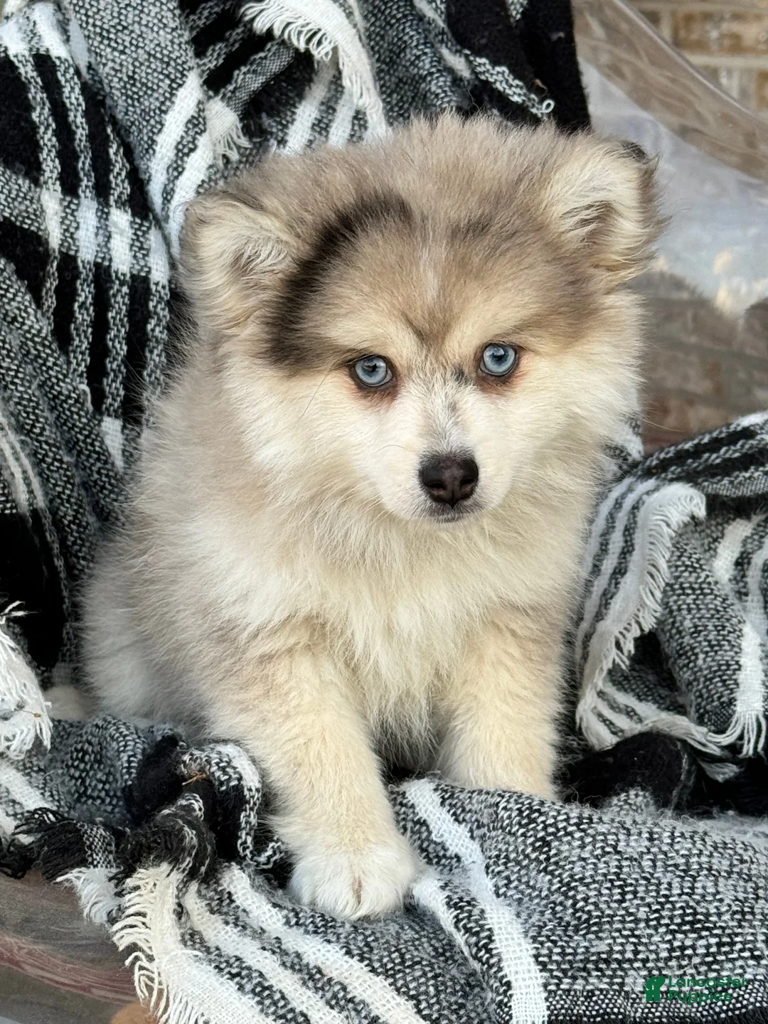 Pomsky dogs for sale: Pomsky Puppy 1 - Ad 2