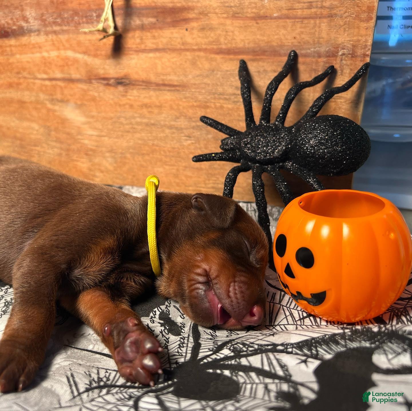Doberman Pinscher dogs Pumpkin Spice: European Bloodlines  - Ad 39