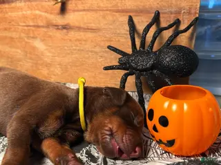 Doberman Pinscher dogs Pumpkin Spice: European Bloodlines - Ad 39